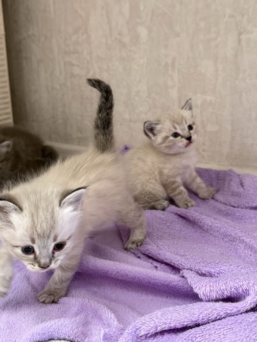 Продам         красивых          котят.