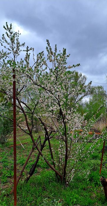 Продам дачу 7.5 соток общество " Кристалл"
