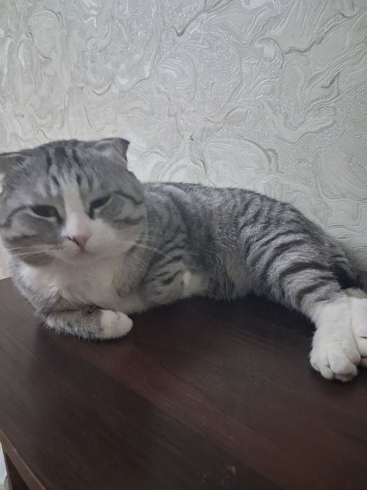 Отдам кота скоттиш фолд