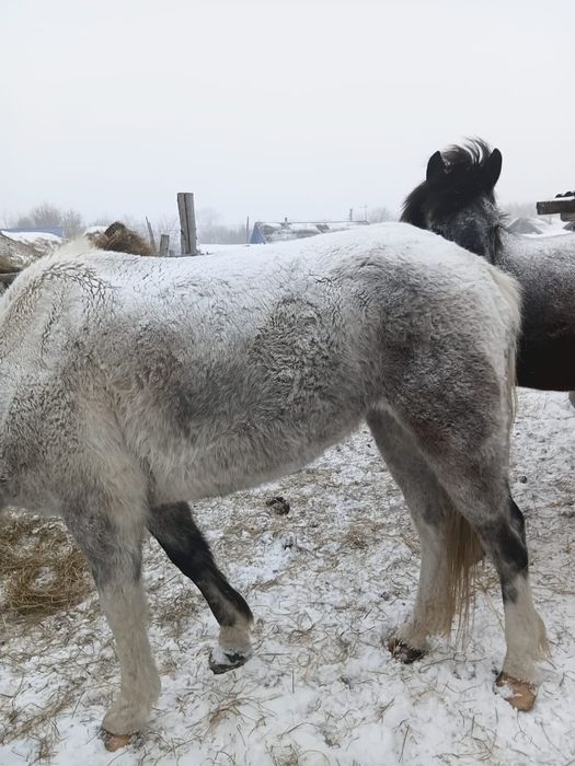 Продам Кобылу Кобылу
