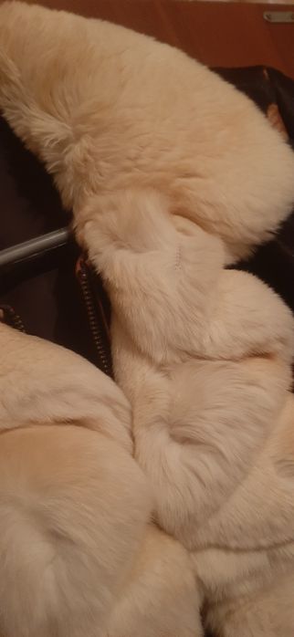 Шубка стриженая с меховым воротником