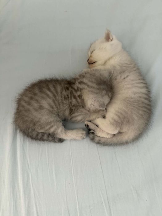 Шотландски котенца