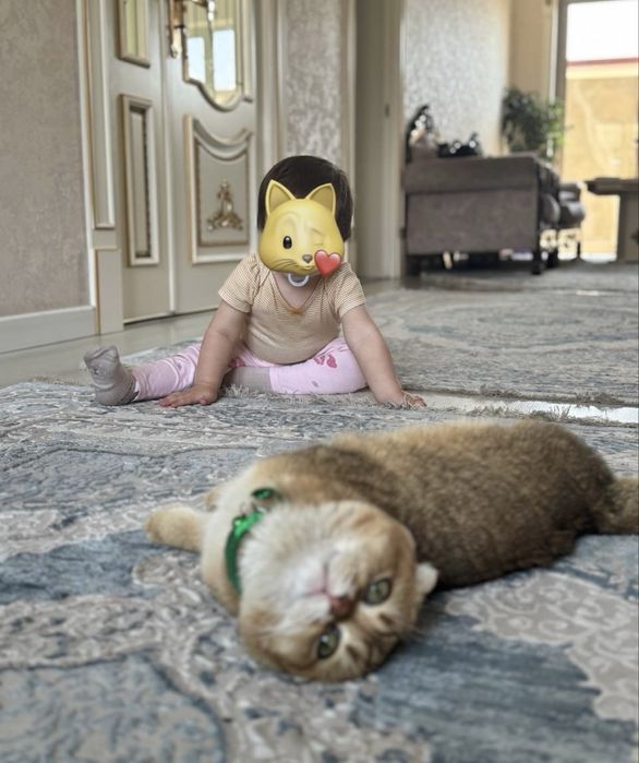 Mushug sotiladi. pasport privifkalari bor. erkag mushug