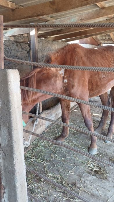 Продам байтал 3 года