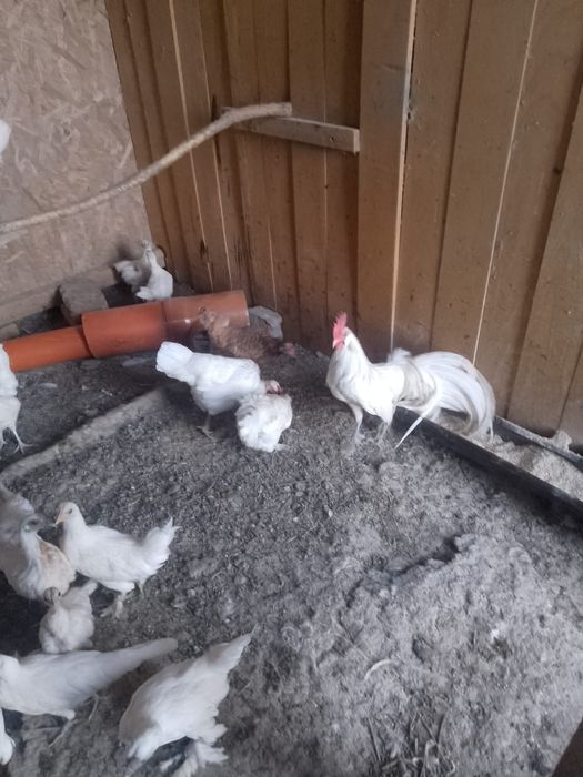 de vânzare găinușe