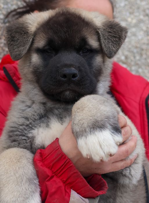 Щенки американской акиты