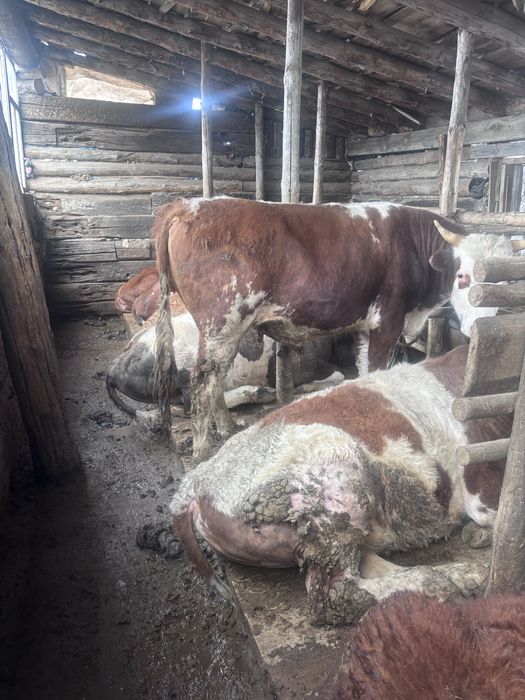 Жемде турган бука тайынша сатам 8бас оптом