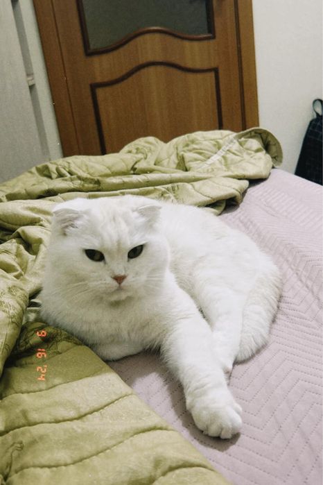 Отдаем кошку в хоршое руки!