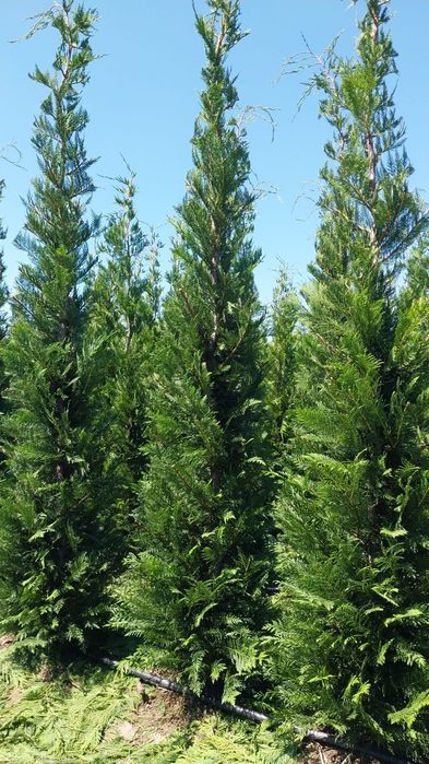 Thuia leilandi   chiparos la comanda