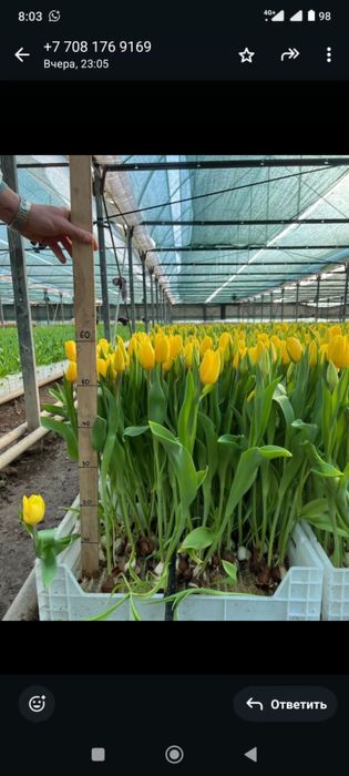 Тюльпан Алматы в оптовом цене