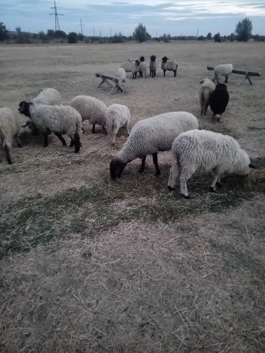 Vând berbecuț 20  lei kg în viu și 35  lei carcasă