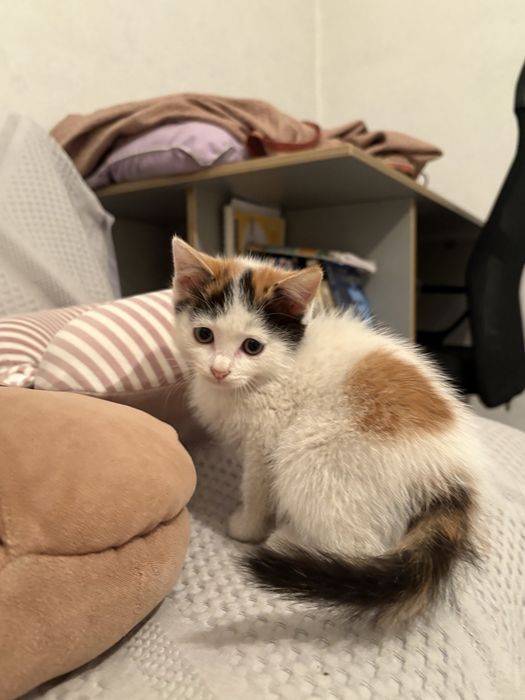 Отдам котят бесплатно