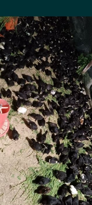 Андижон Кора товук жужалари ва тухумлари сотилади