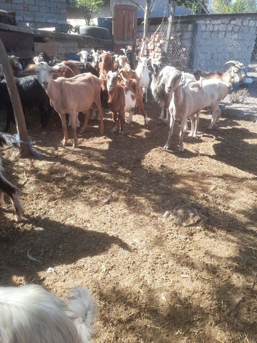 Vând 30 de capre grase