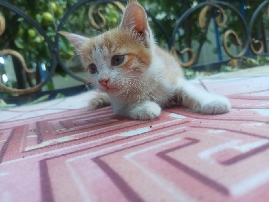 Өте арық адамдардың порносы