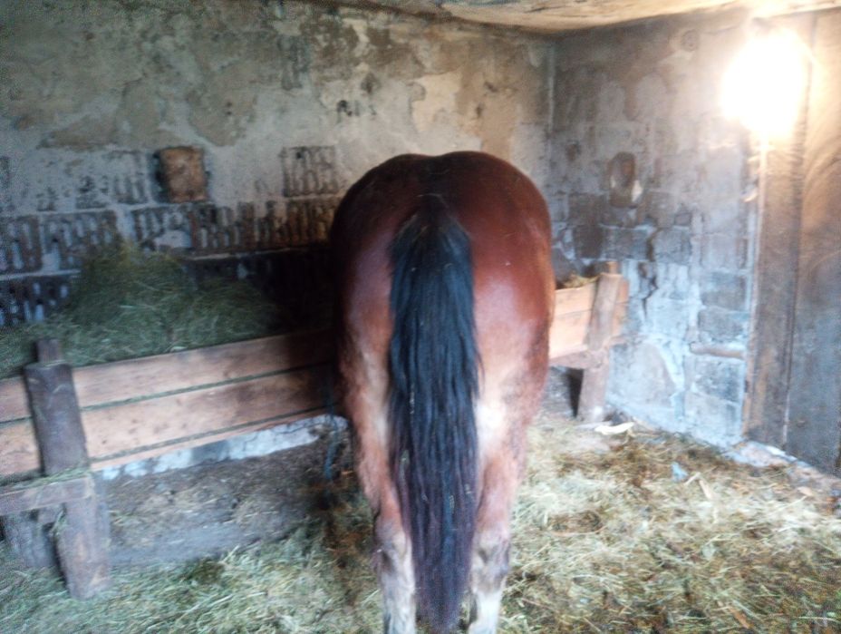 Mânză de vânzare sau schimb cu vaci vitei ,crapator/despicator de lemn