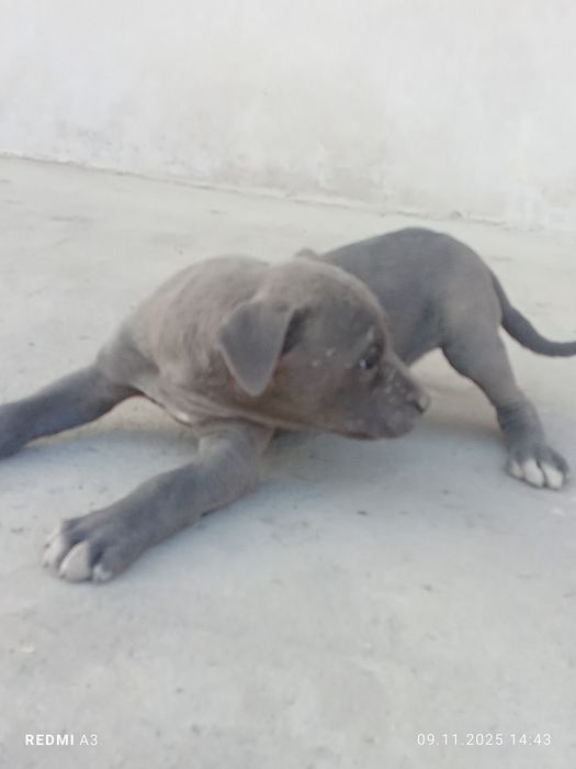 Продаётся Собака питбуль