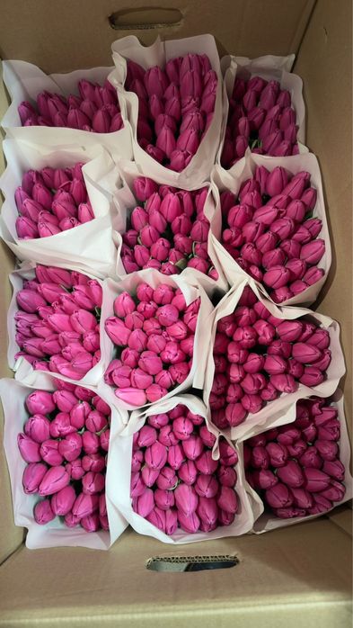 Тюльпаны предзаказ