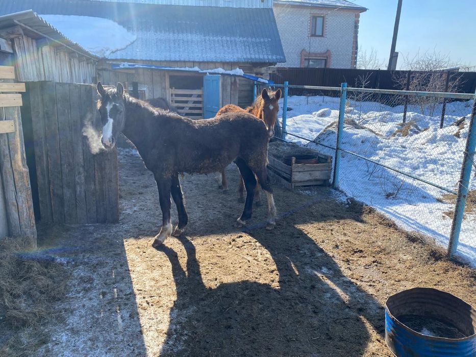 Продам годовалых жеребчиков 2штт.