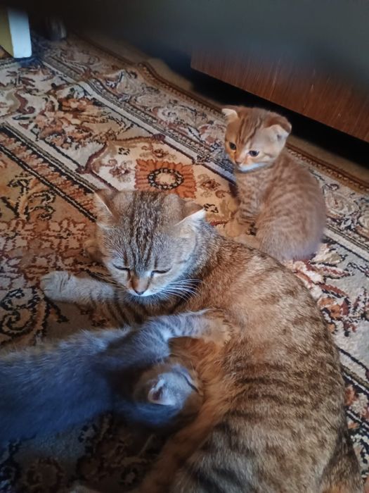 Отдам котят в добрые руки