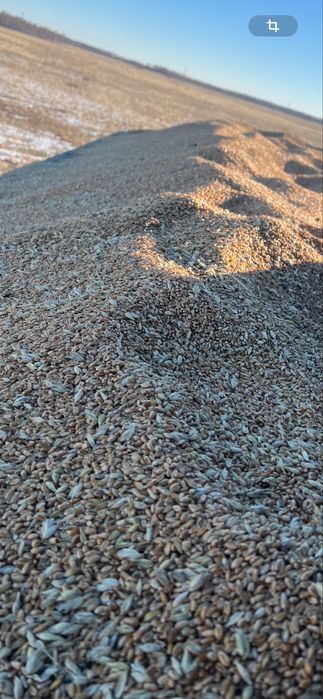 Пшеница в мешках