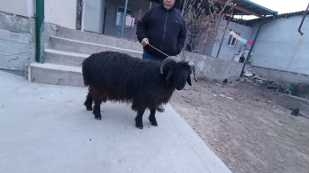 Qoshqar satiladi qazaqi qoshqar