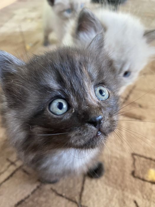 Отдам котят в добрые руки
