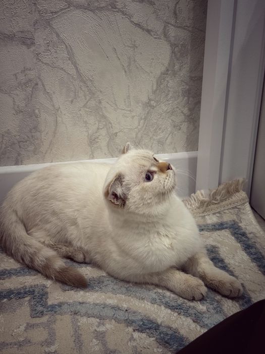 отдам кошку даром