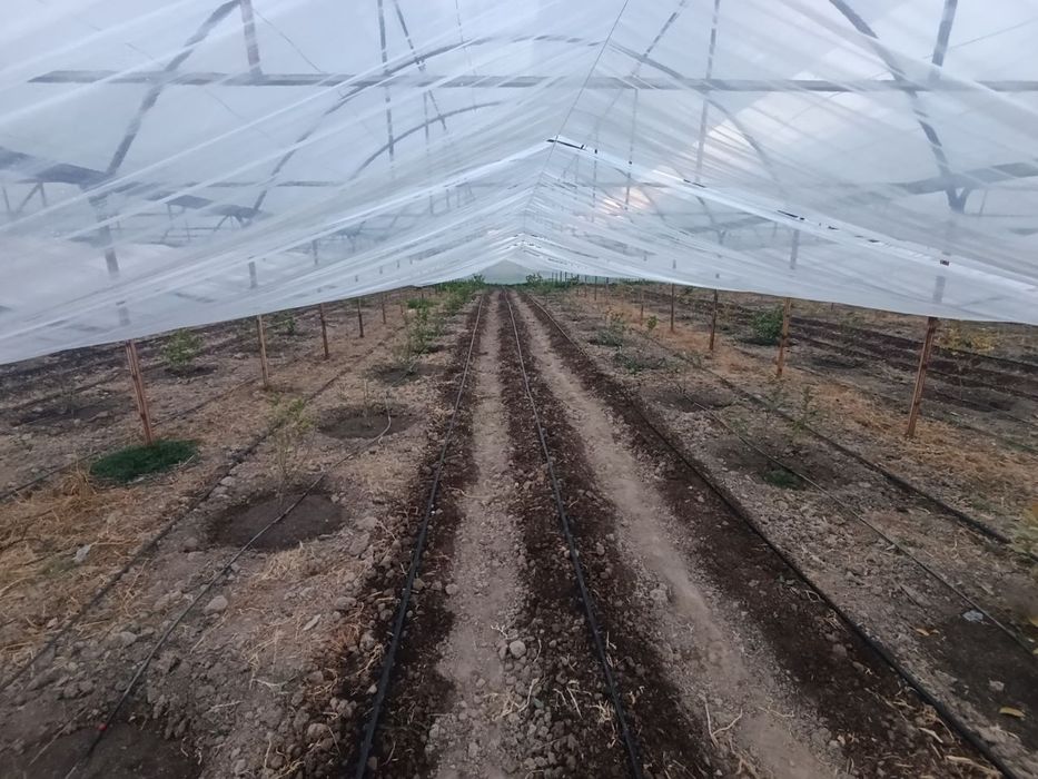 Продается теплица изготовлена из материала контейнера