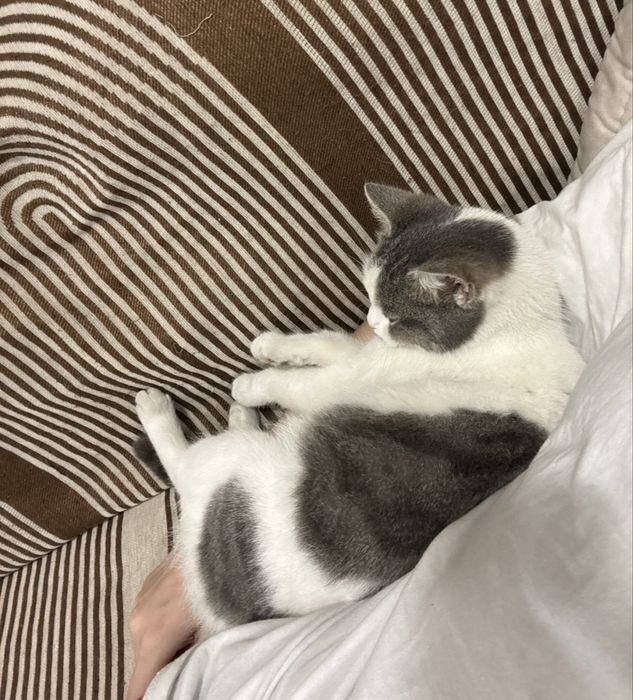 Сюзи, потерялась