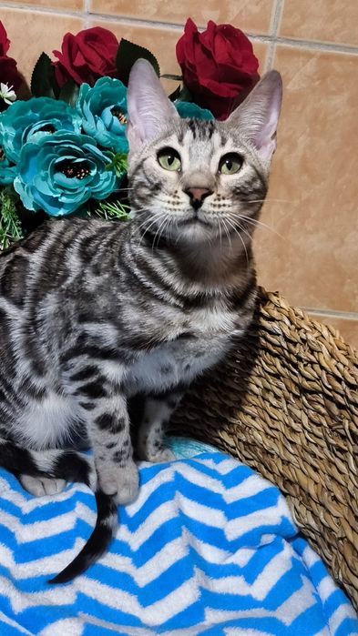 Бенгальский  СЕРЕБРЯНЫЙ мальчик