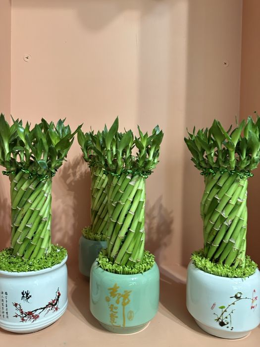 Комнатные цветы.