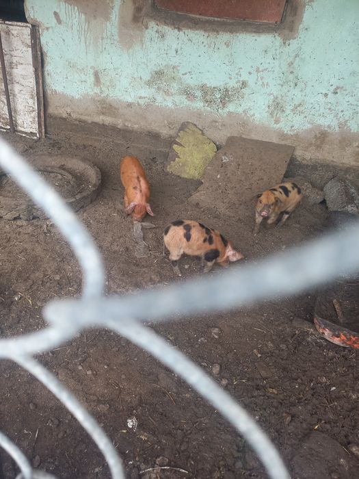 Поросята месячные