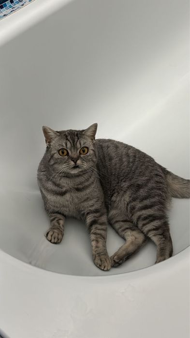 Отдам в добрые руки