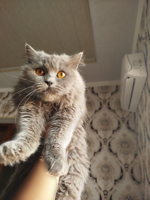 Heyland strayt Oʻgʻil bola mushukcha sotiladi