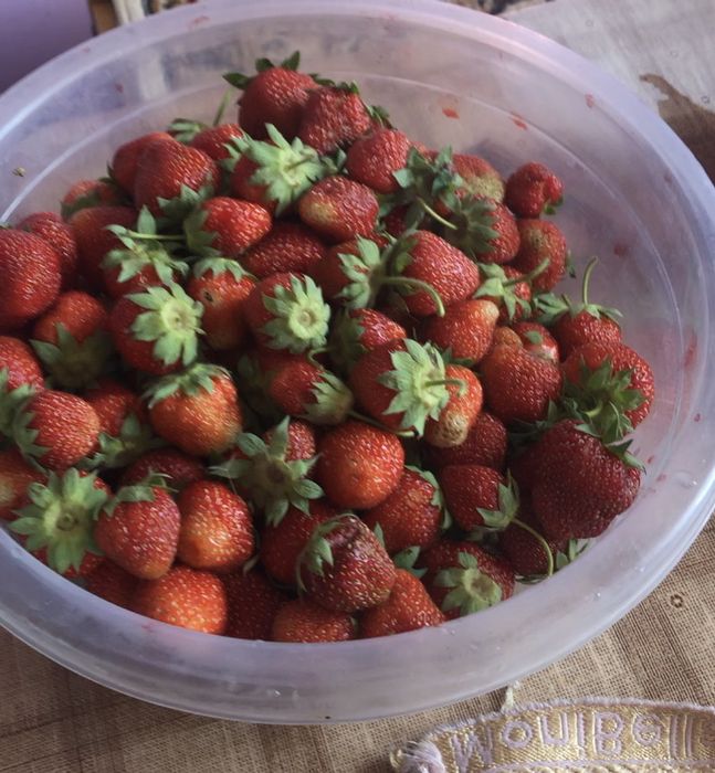 Рассада клубники домашняя