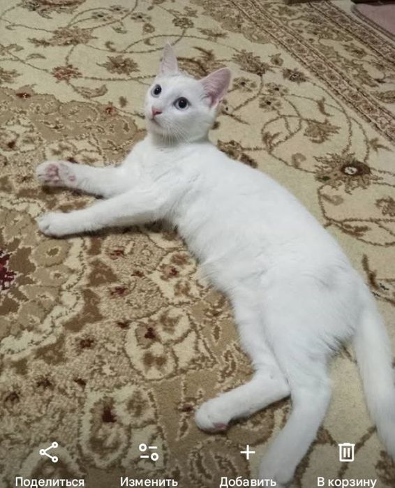 Кошечка Снежана ищет семью!