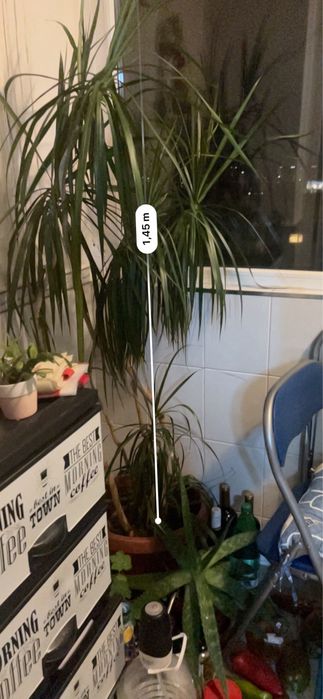 Драцена, отгледана в домашни условия