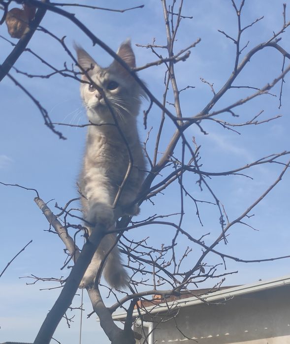 Мейн-кун девочка