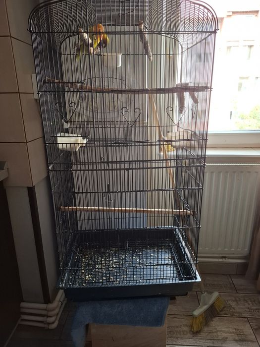 Papagali agapornis și colivie