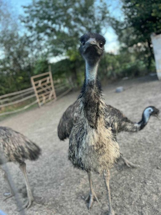 мъжко ему на 4години