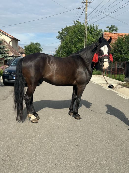 Vand cal castrat