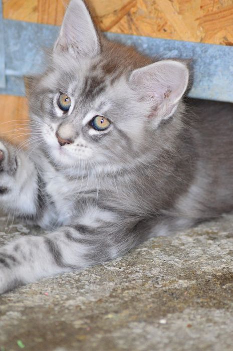 Maine Coon felisa FIFe