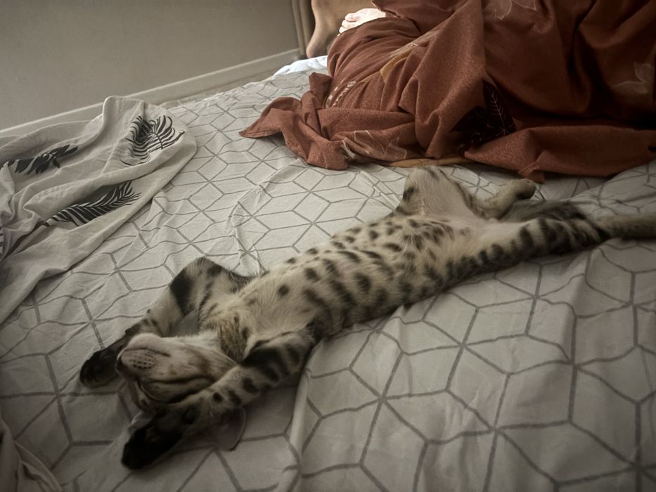 Кот котенок кошка