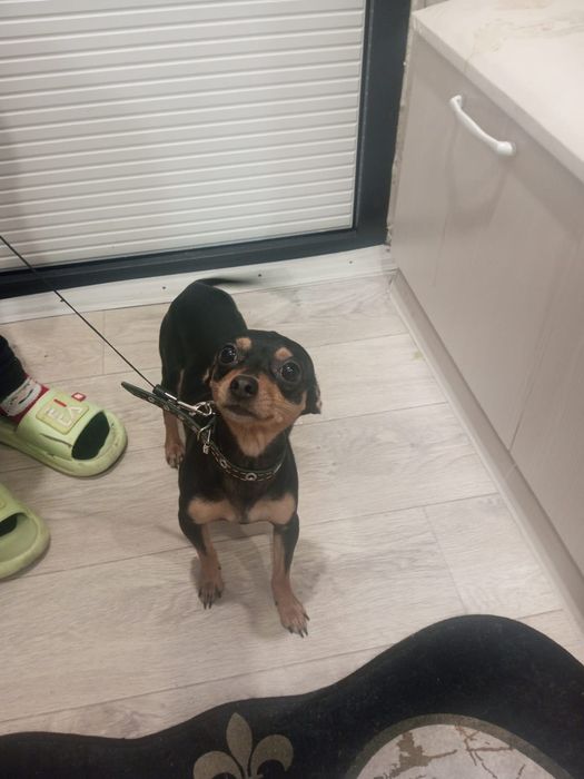 Мальчик Той терьер для вязки