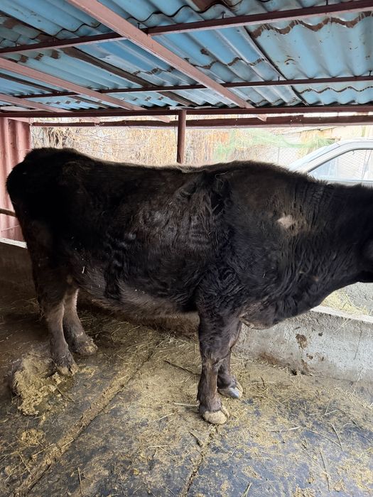 Дау сиыр сатылады