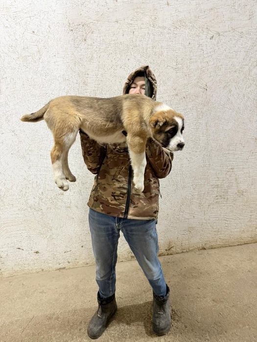 Супер тяж ұрғашы күшік сатылады