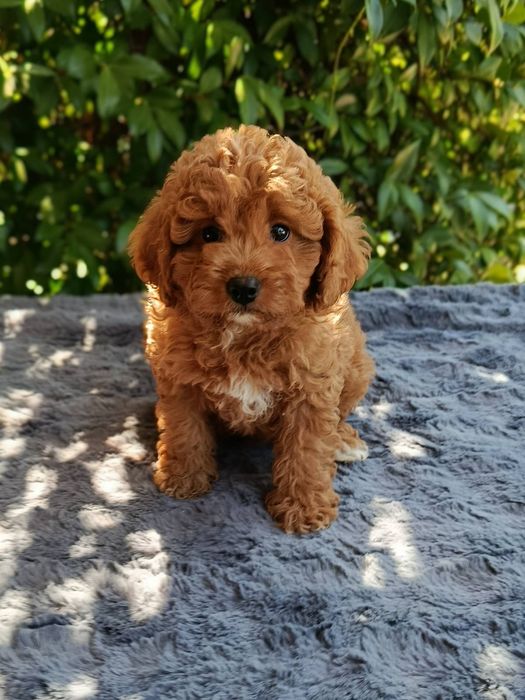 Кавапу /  Cavapoo
