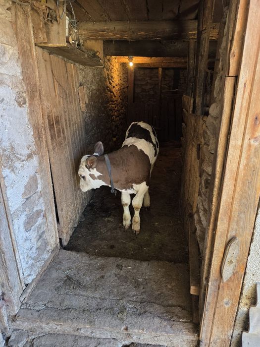 Vițel de vânzare