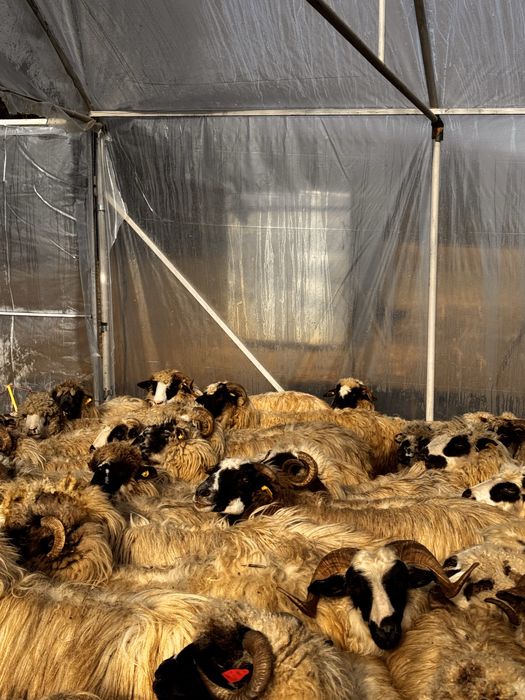 Vand oi cu miei langa ele